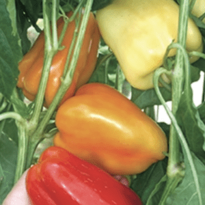 Colorful ripe bell peppers growing on the plant.